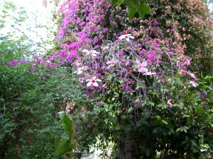 el Bahia Palace garden