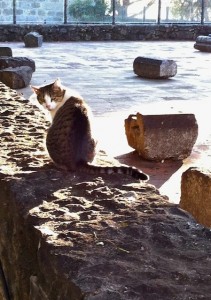 sao-cats