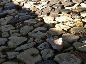 sao-pigeon