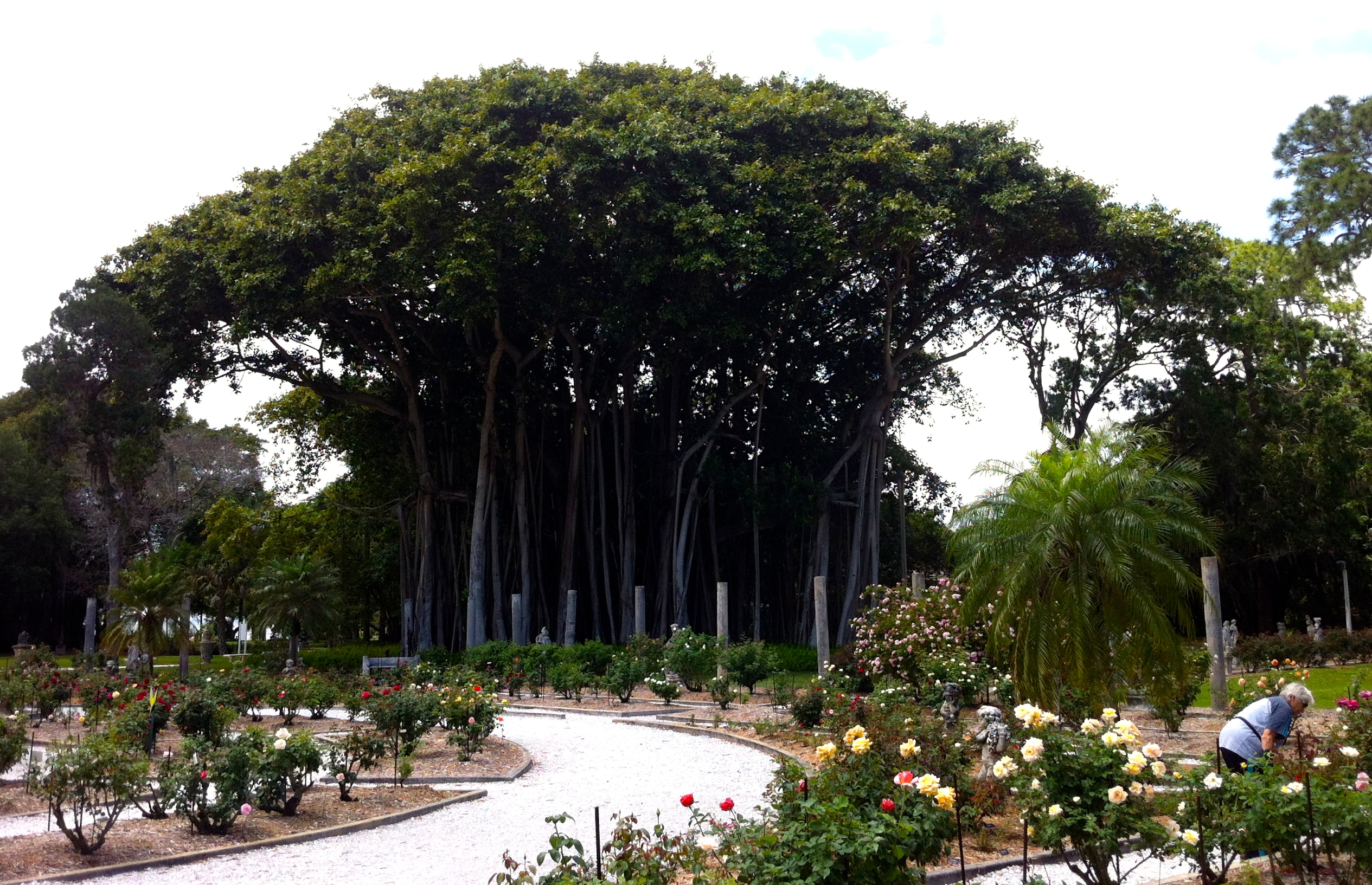 Abridged History Of The Ringling Bayfront Gardens